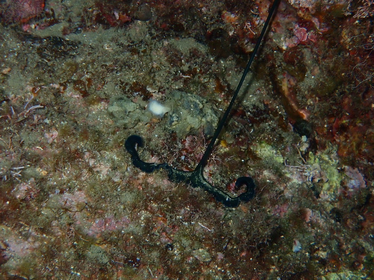 Bonellia viridis